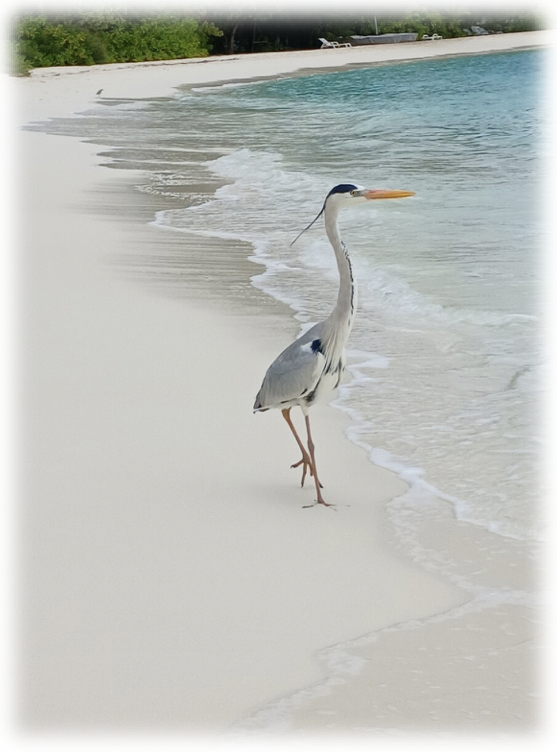 Reiher SafariIsland